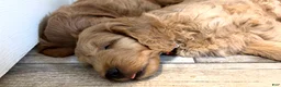 Mini Goldendoodle dogs for sale: Mini Goldendoodle 2 - Ad 2