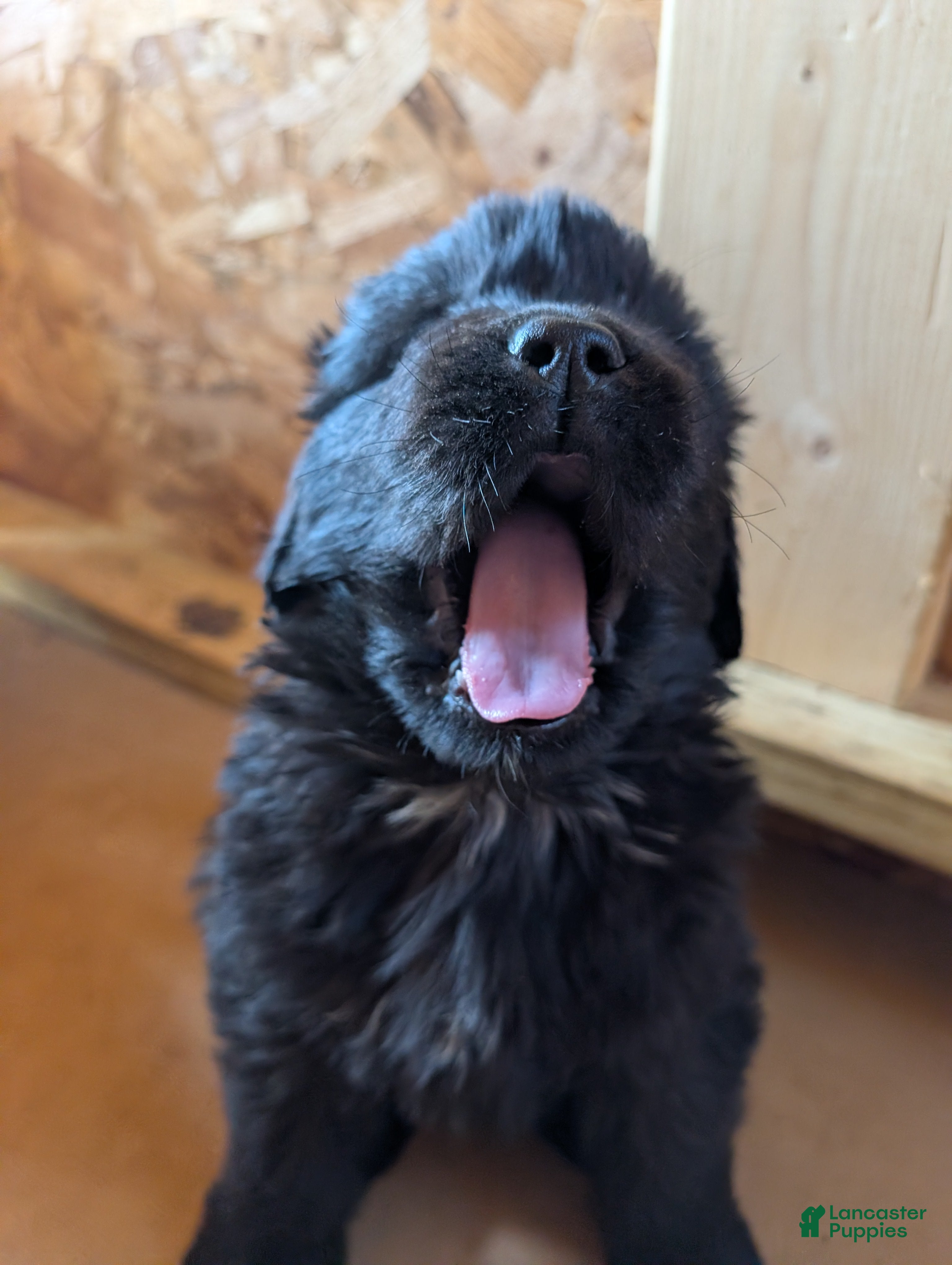 Newfoundland dogs Hero - Ad 19