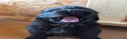 Newfoundland dogs for sale: Hero - Ad 5