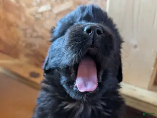 Newfoundland dogs Hero - Ad 19