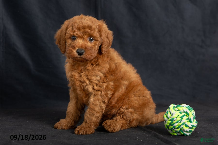 Mini Goldendoodle dogs Davie - Ad 2