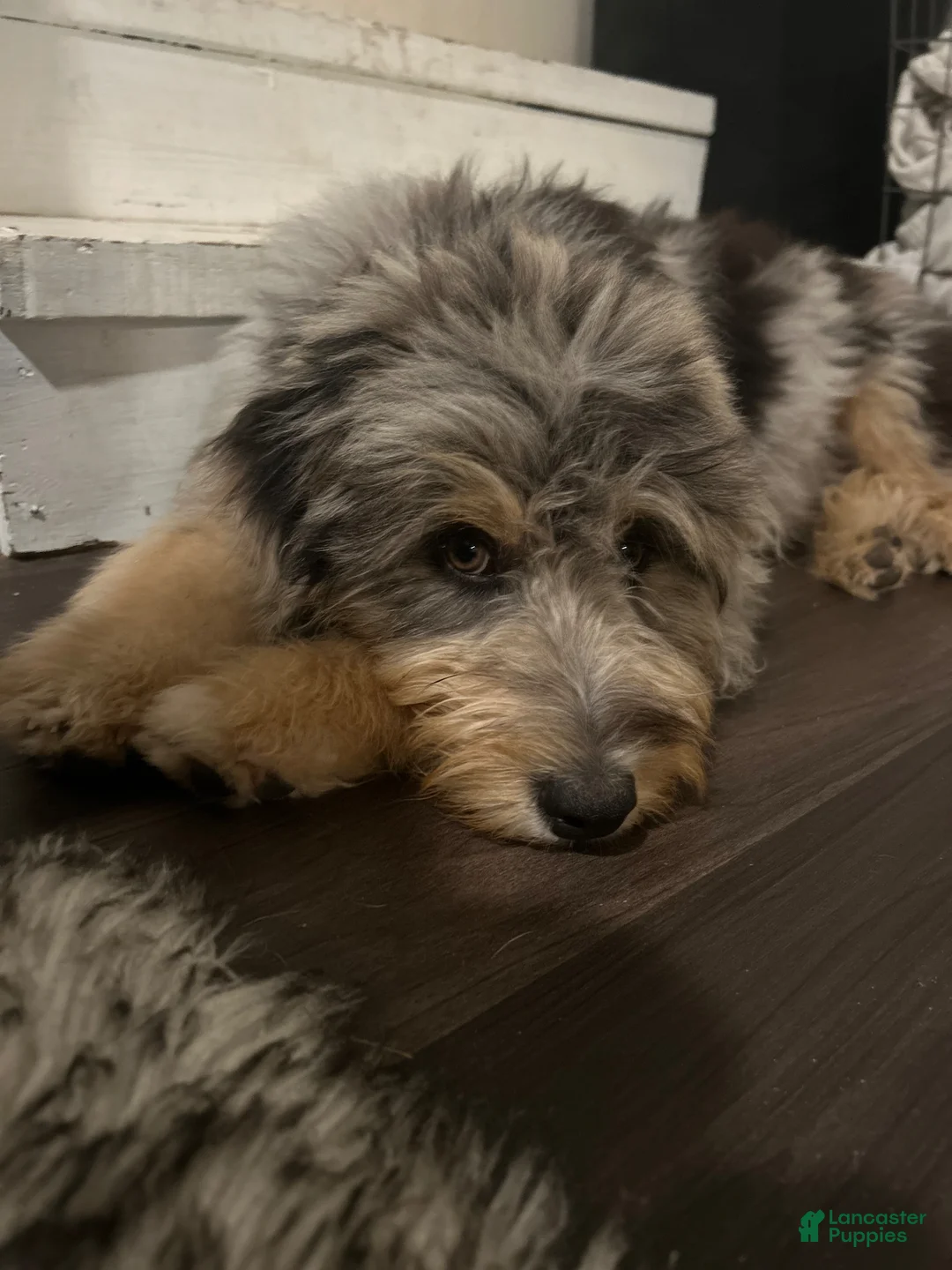 Aussiedoodle dogs for sale: Aussiedoodle Puppy 2 - Ad 4