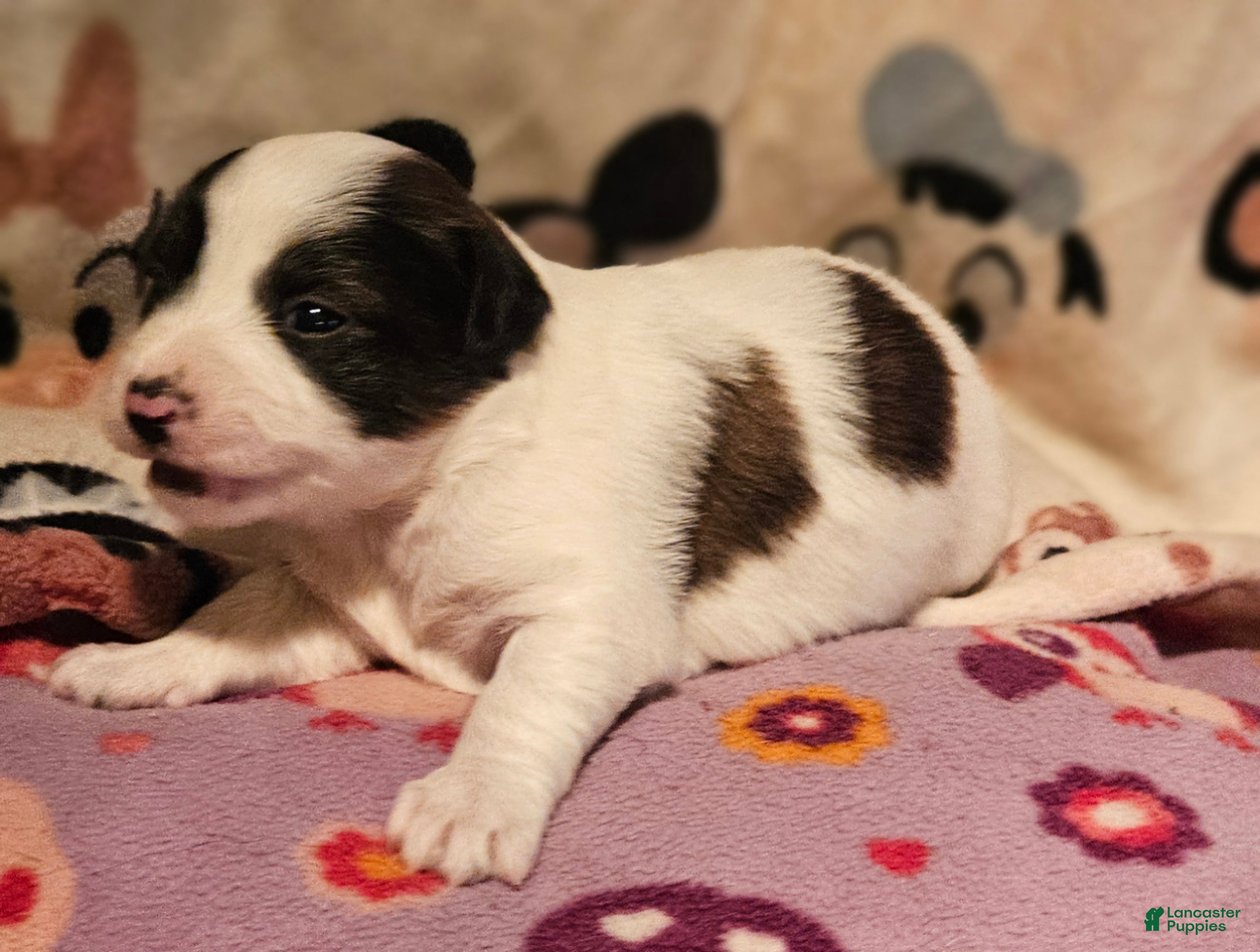 Chihuahua dogs Gee Tri-Color - Ad 10