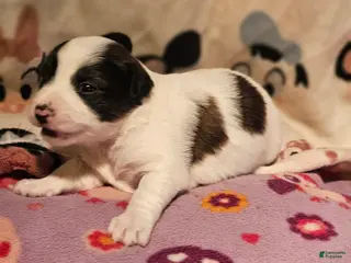 Chihuahua dogs Gee Tri-Color - Ad 10