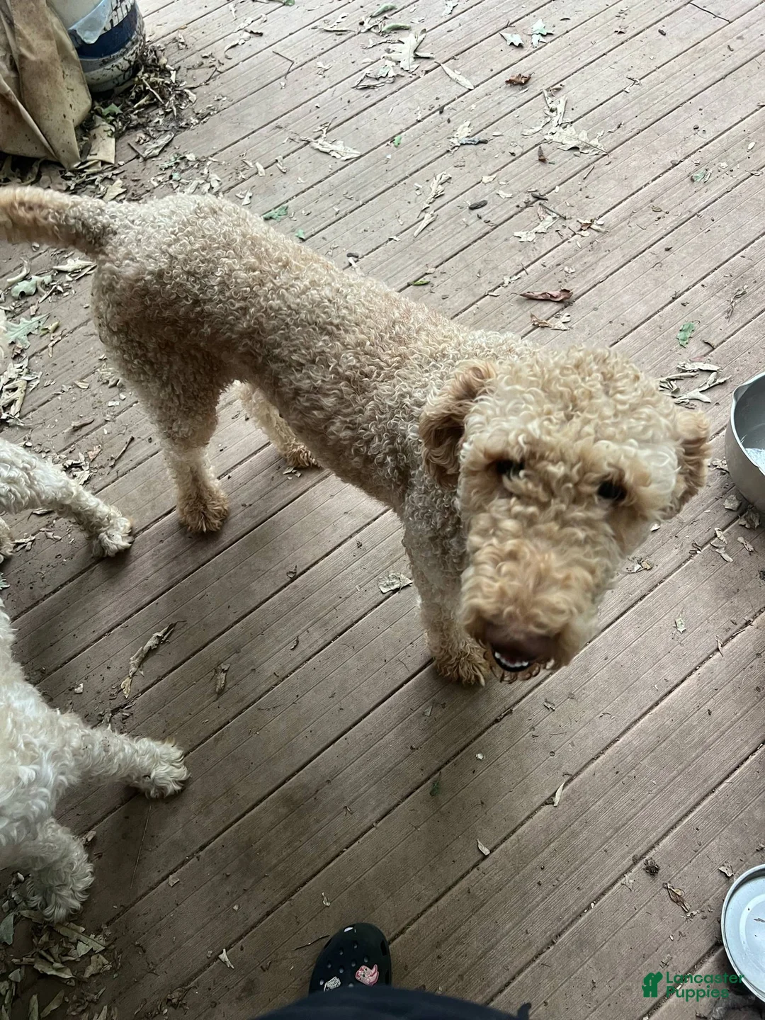 Labradoodle dogs for sale: Labradoodle 4 - Ad 2