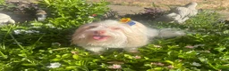 Havanese dogs for sale: Havanese 5 - Ad 3