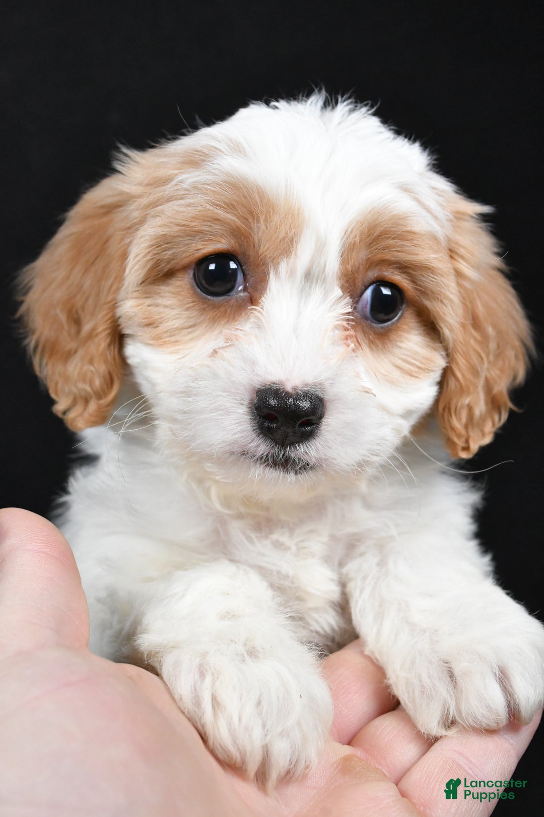 Cavachon dogs for sale: Olive - Ad 5