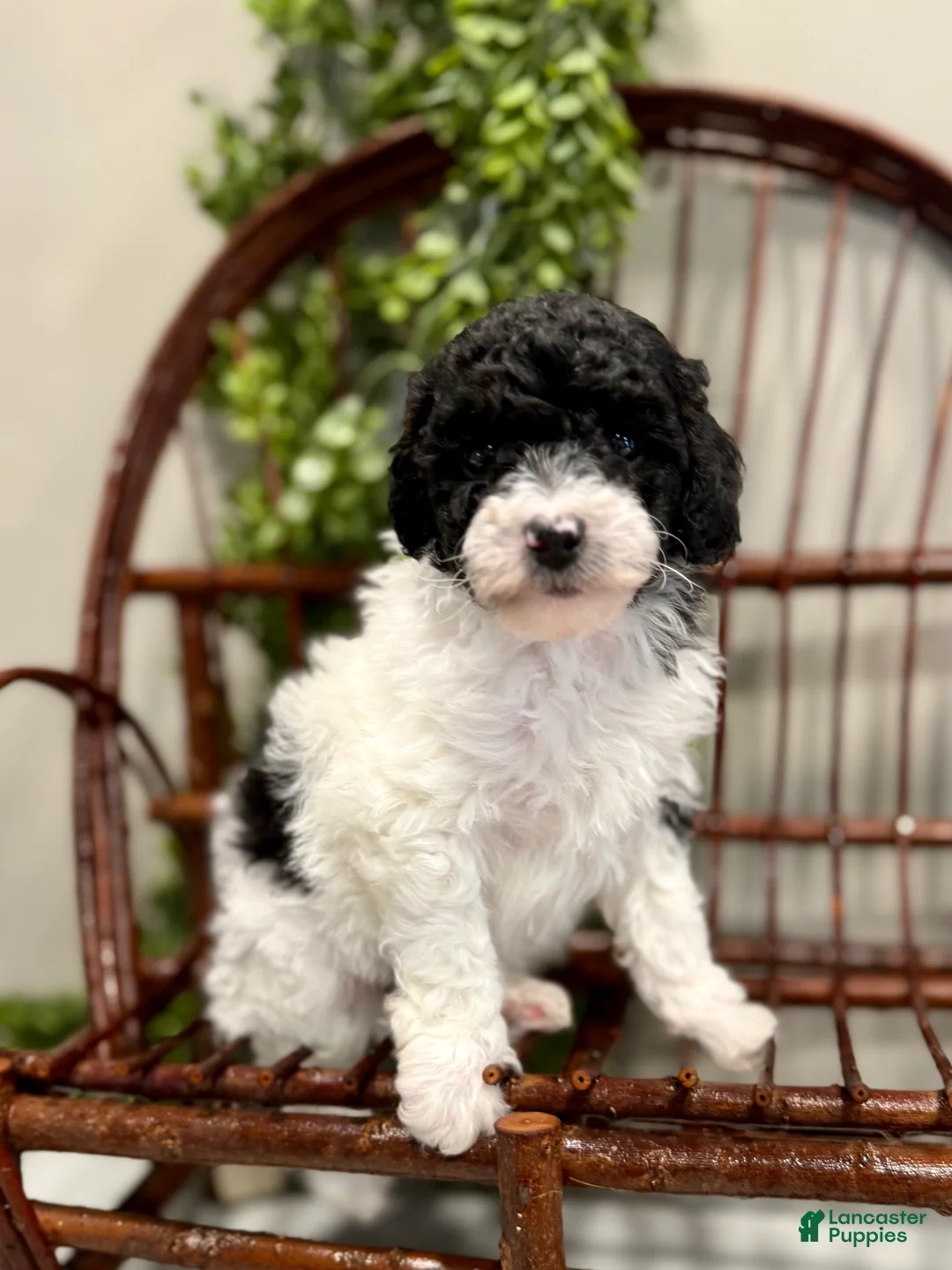 Mini Goldendoodle dogs for sale: Oscar - Ad 6
