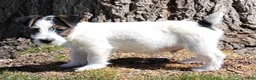 Jack Russell Terrier dogs for sale: Warren shorty male with wide white blaze - Ad 5