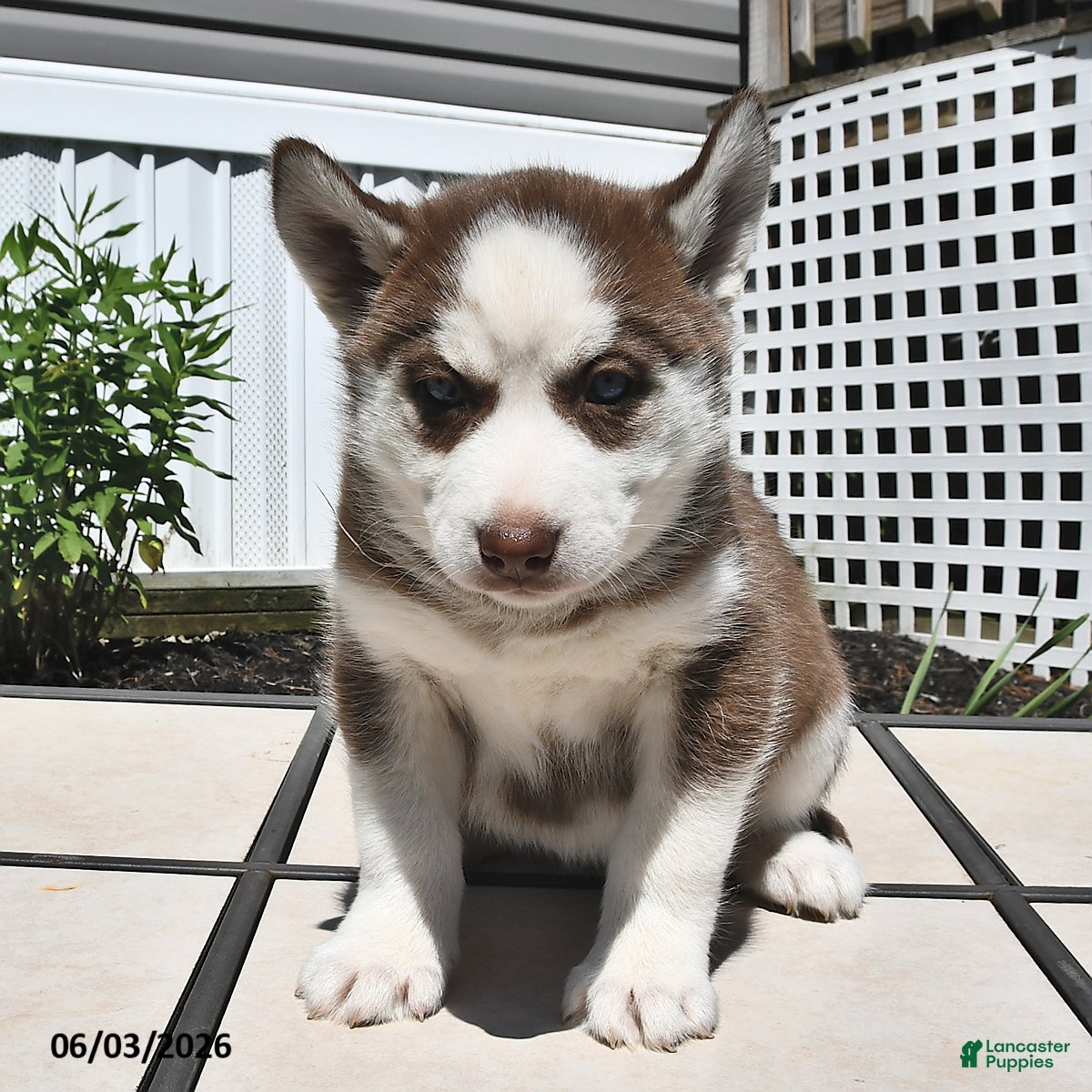 Siberian Husky dogs Carmel - Ad 2