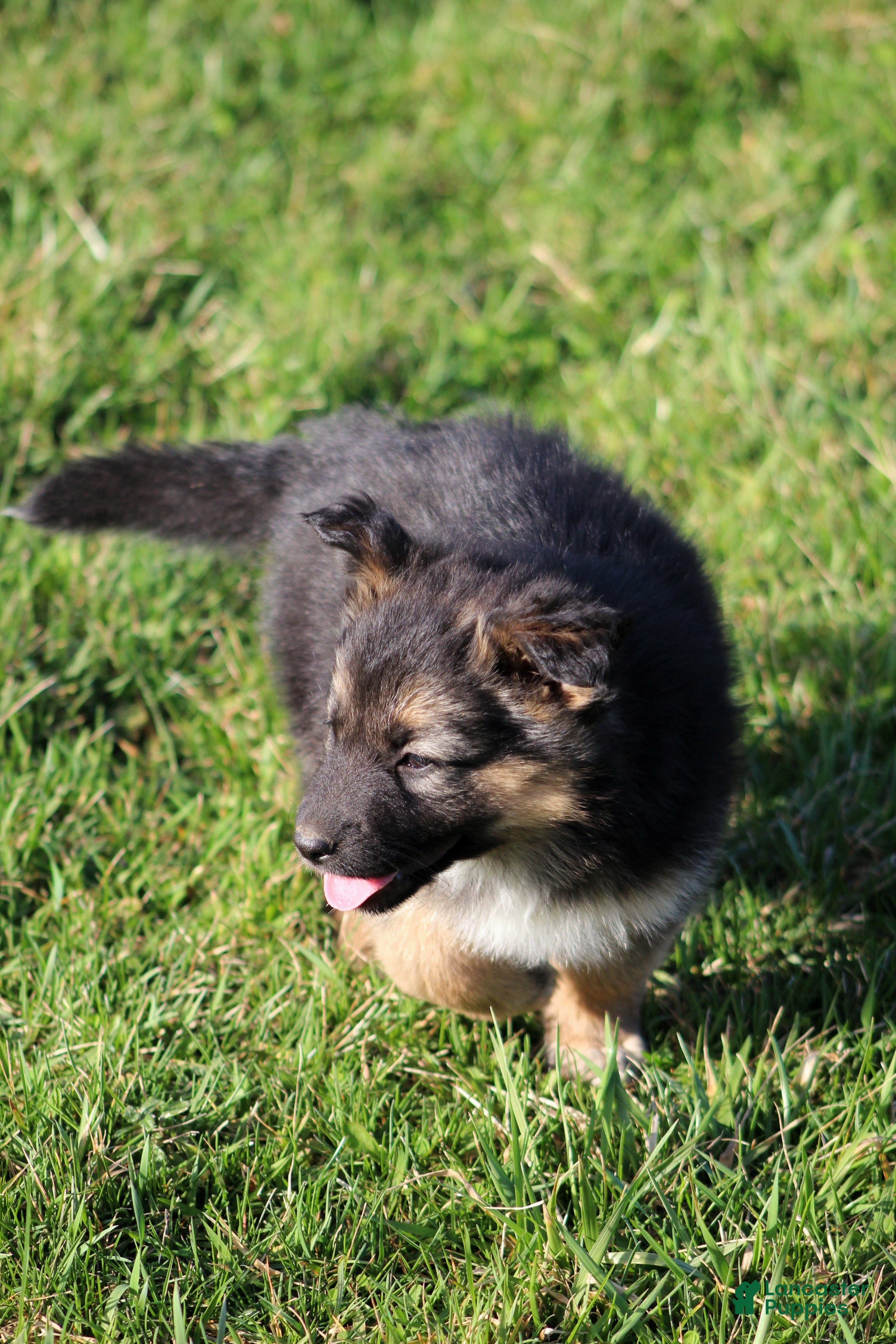 Mixed Breed dogs Denver  - Ad 1