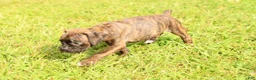 Boxer dogs for sale: Midnight - Ad 4