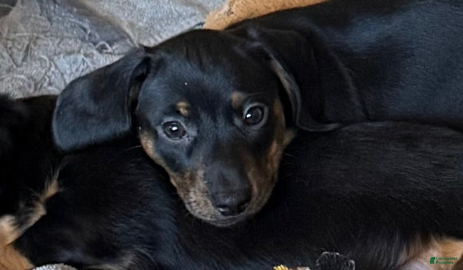 Dachshund dogs for sale: Cash - Ad 1
