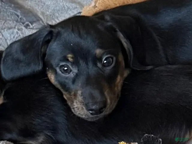 Dachshund dogs for sale: Cash - Ad 1