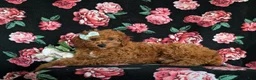 Cavapoo dogs for sale: Giselle - Ad 4