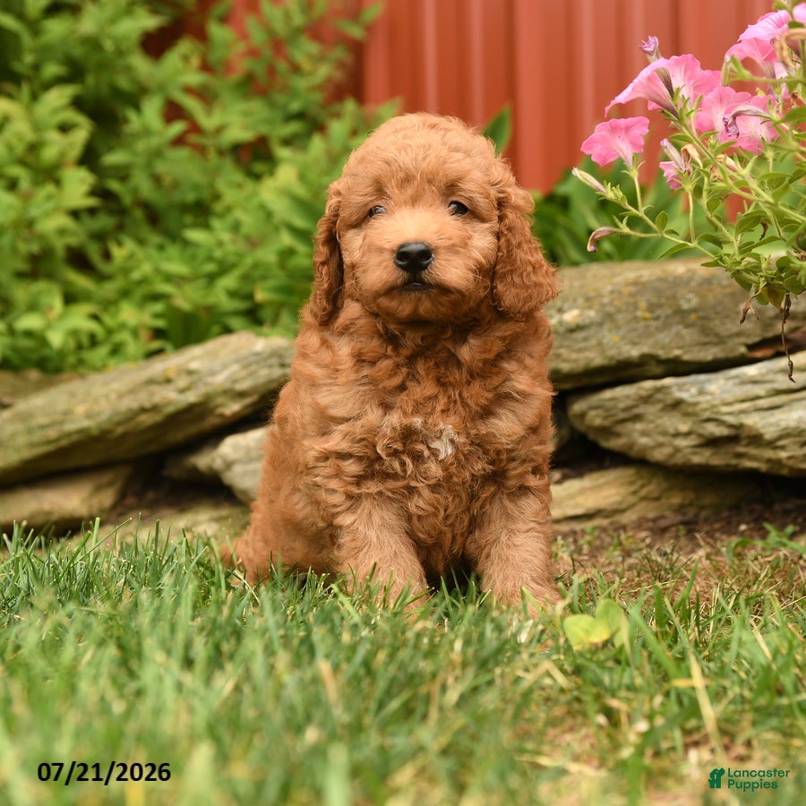 Mini Goldendoodle dogs for sale: Quest - Ad 4