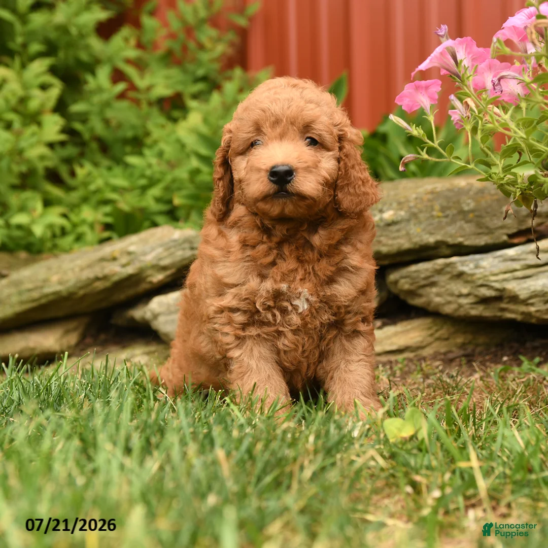 Mini Goldendoodle dogs for sale: Quest - Ad 1