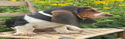 Basset Hound dogs for sale: Walter - Ad 8