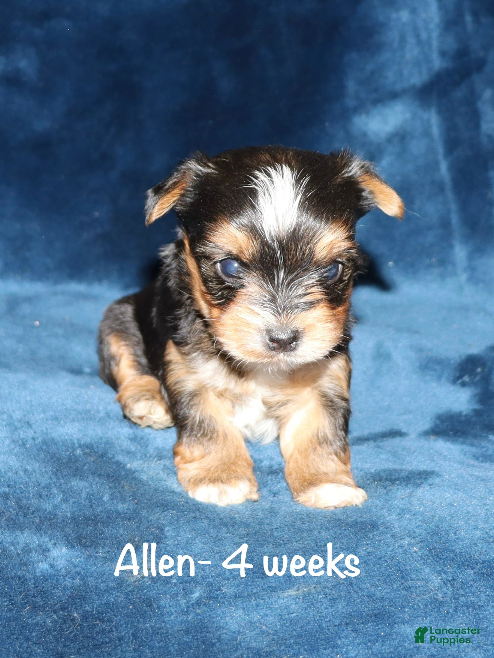 Yorkshire Terrier dogs Allen - Ad 33