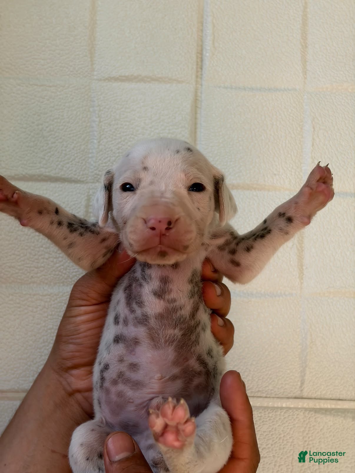Dalmatian dogs for sale: Dalmatian 8 - Ad 1
