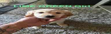 Lime Green Collar Girl 