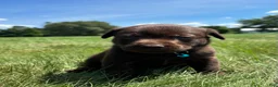 Labrador Retriever dogs for sale: Remi - Ad 5