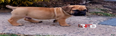 South African Boerboels Puppy 2