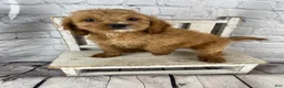 Cockapoo dogs for sale: Moose - Ad 10
