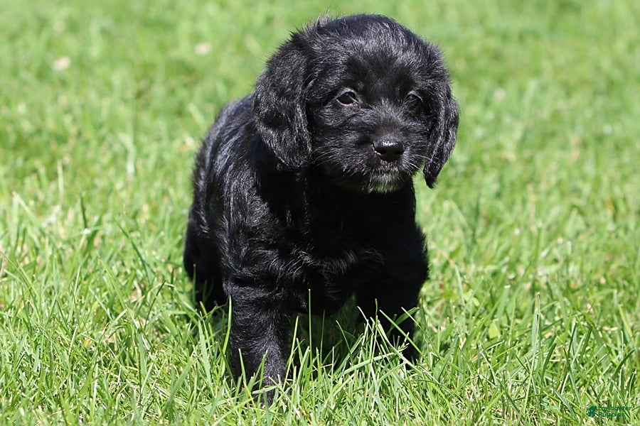 Mixed Breed dogs Blake - Ad 1