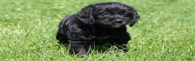 Blake