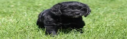Mixed Breed dogs for sale: Blake - Ad 1