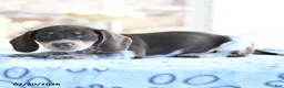 Dachshund dogs for sale: Daphne - Ad 3