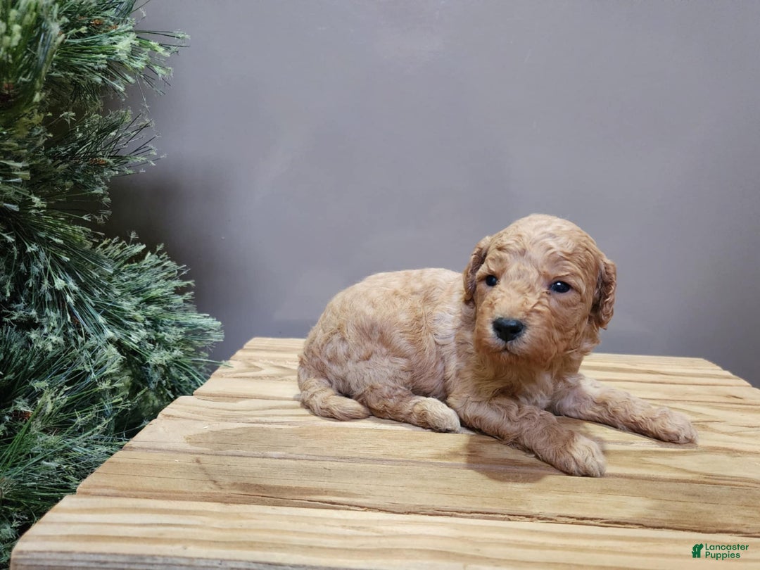 Mini Goldendoodle dogs for sale: Indy - Ad 5
