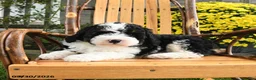Mini Bernedoodle dogs for sale: Buster - Ad 4