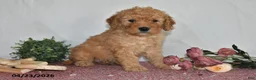 Goldendoodle dogs for sale: Marci - Ad 2