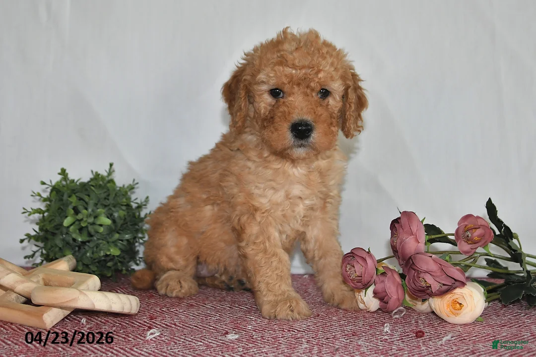Goldendoodle dogs for sale: Marci - Ad 2