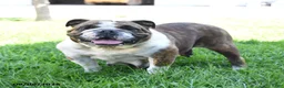 English Bulldog dogs for sale: Sweetie - Ad 6