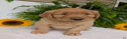 Golden Retriever dogs for sale: Shadow  - Ad 6
