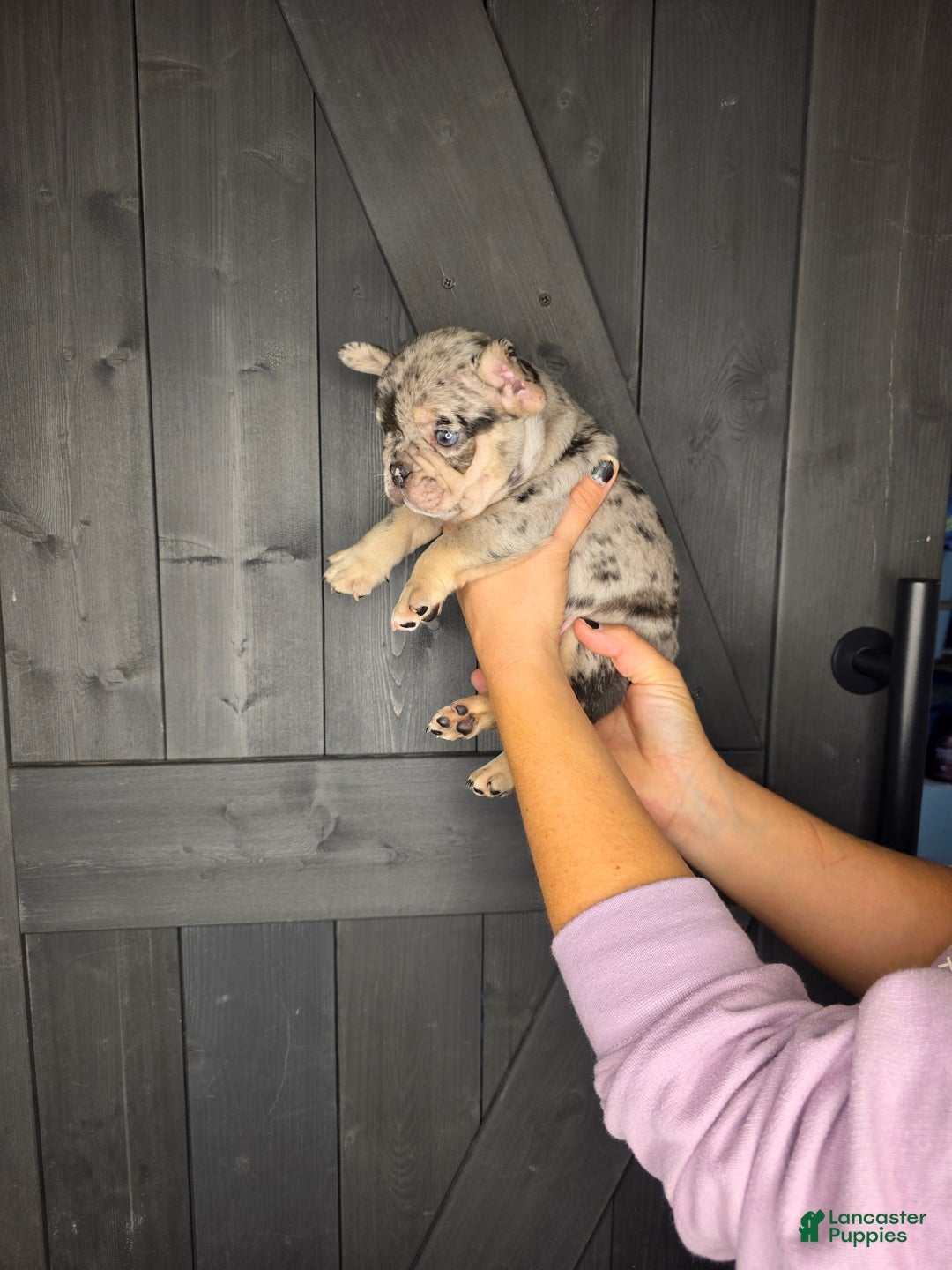 French Bulldog dogs for sale: French Bulldog Puppy 4 - Ad 6