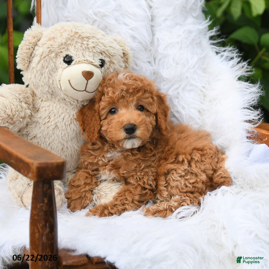 Mini Aussiedoodle dogs Star - Ad 1