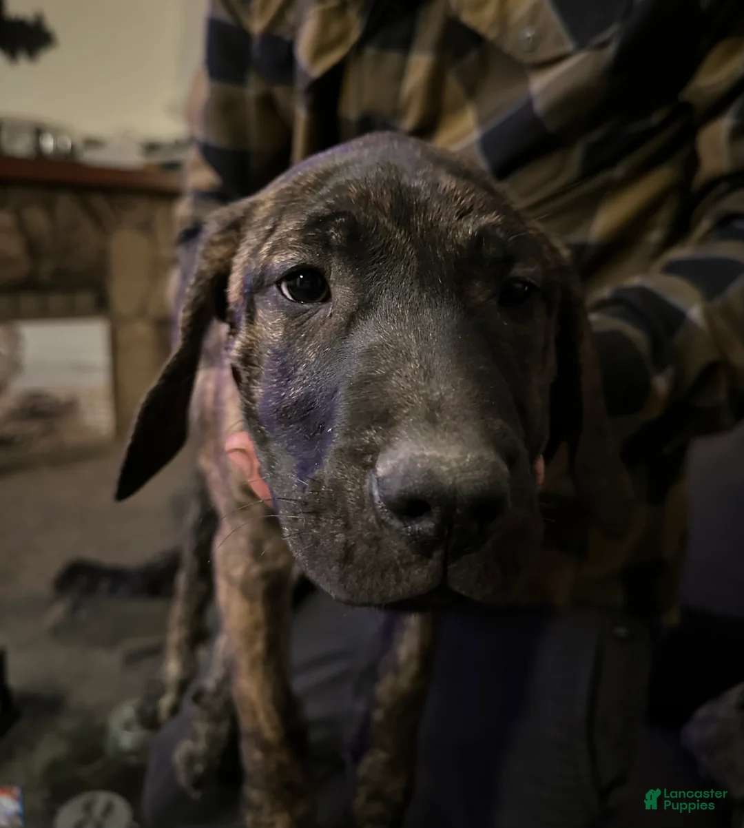 Mixed Breed dogs for sale: Brittney  - Ad 2