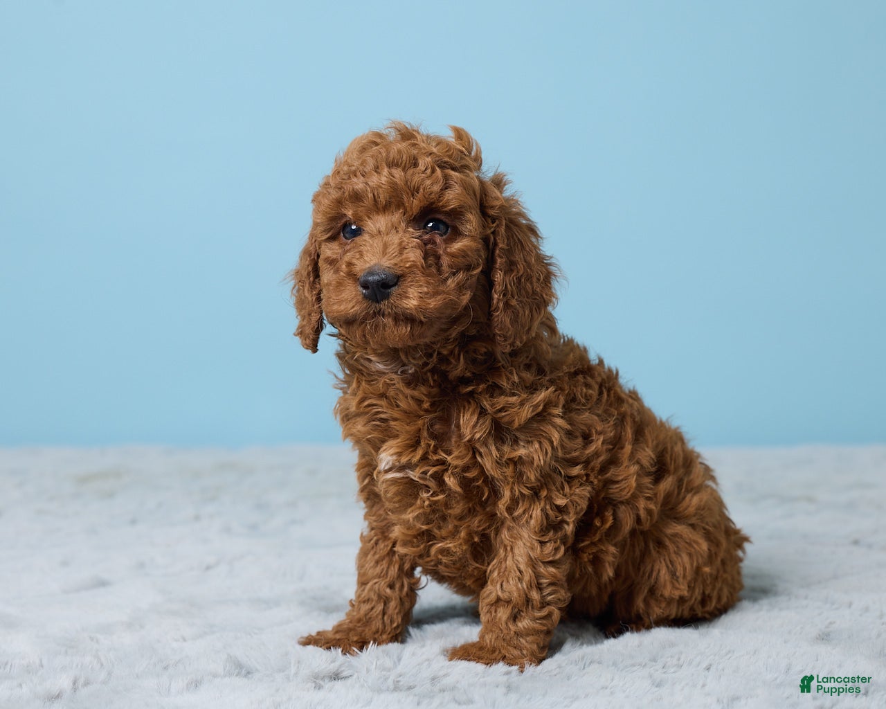 Miniature Poodle dogs Riley - Ad 2