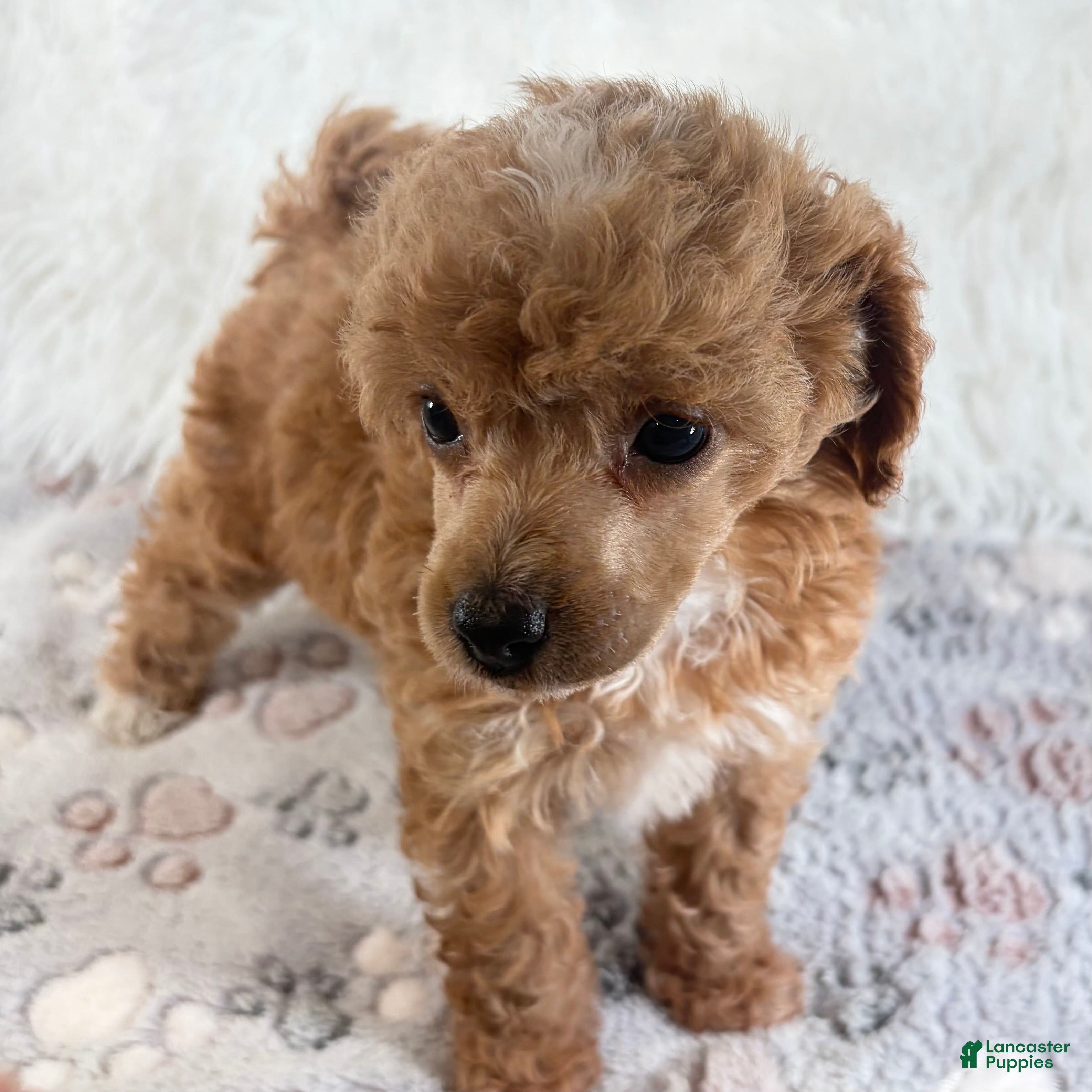 Toy Poodle dogs Willa - Ad 6