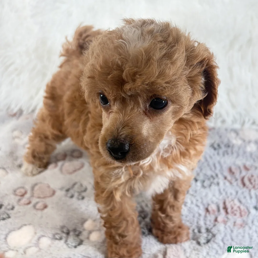 Toy Poodle dogs for sale: Willa - Ad 1