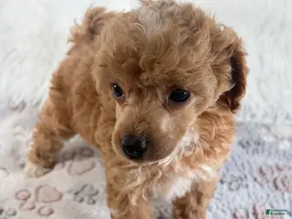 Toy Poodle dogs Willa - Ad 6