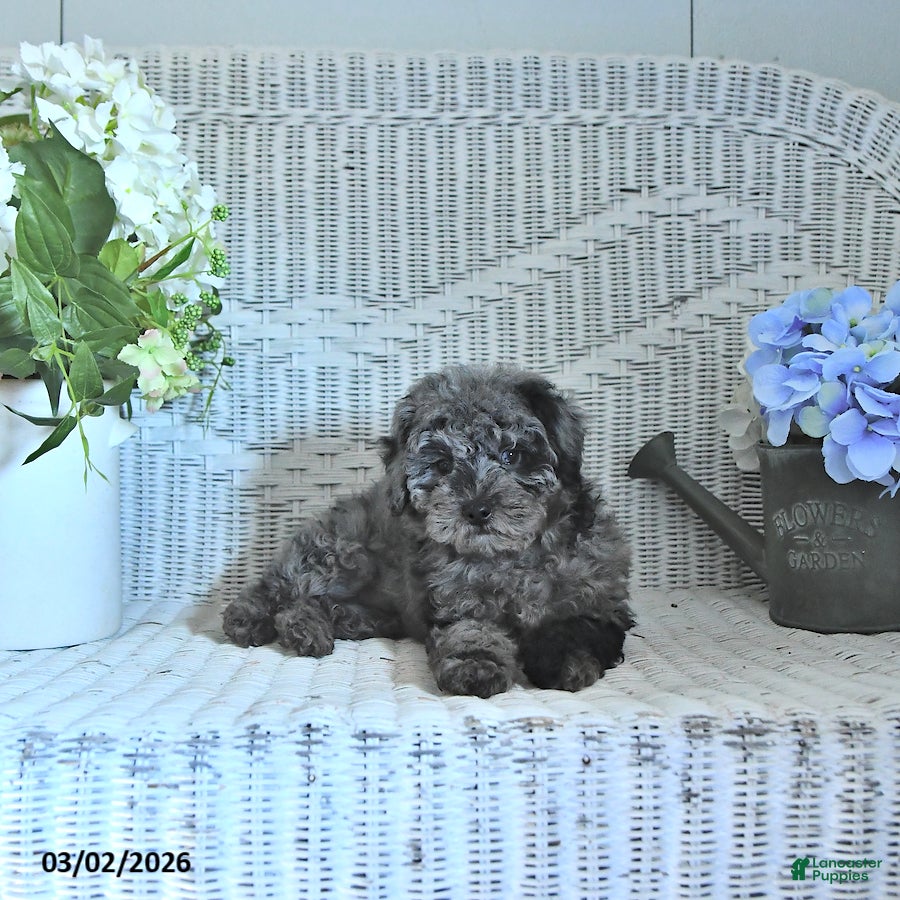 Mini Aussiedoodle dogs Max - Ad 2