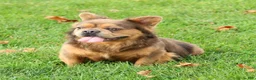 French Bulldog dogs for sale: Buster - Ad 4