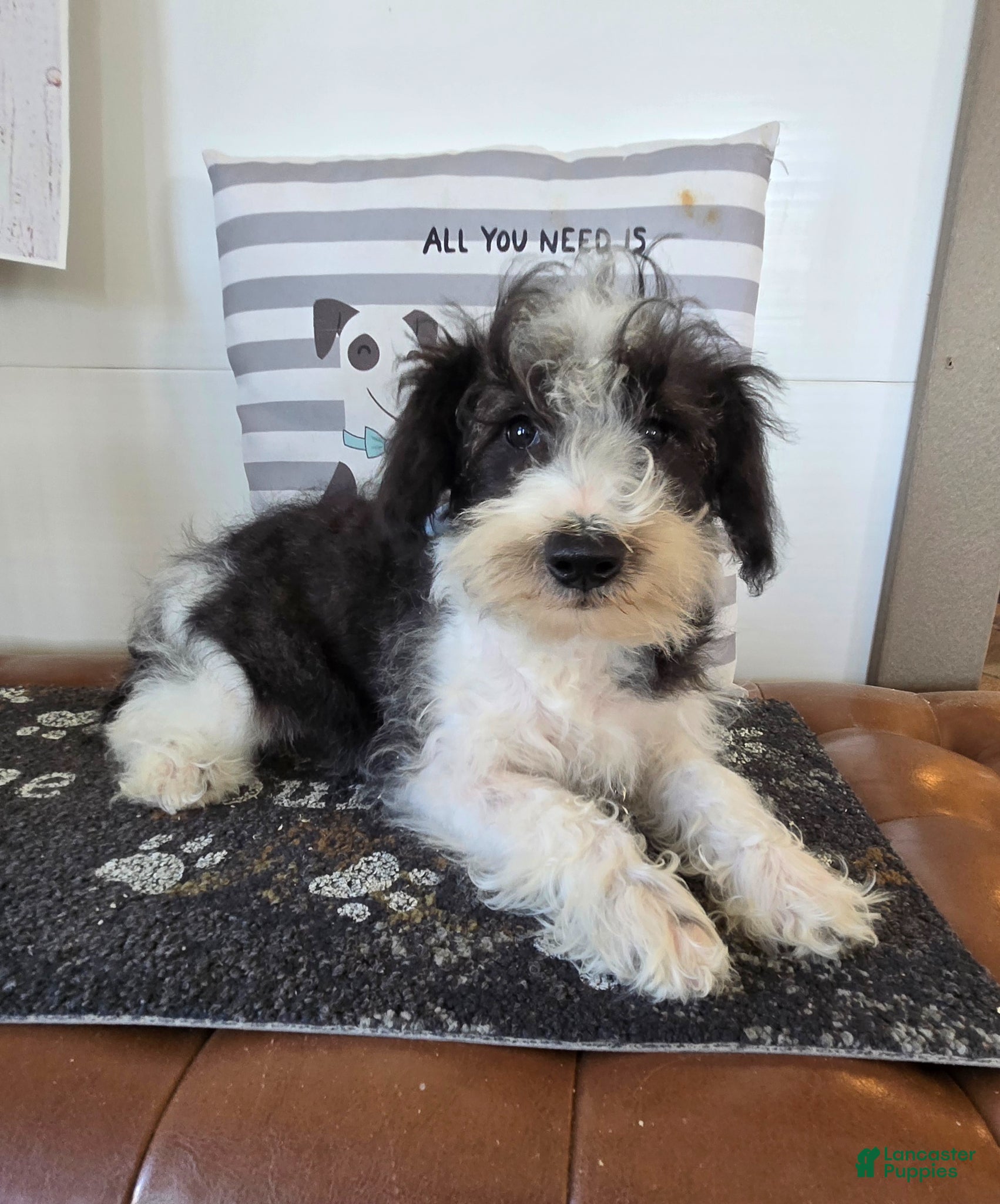 Schnoodle dogs Dusty - Ad 1
