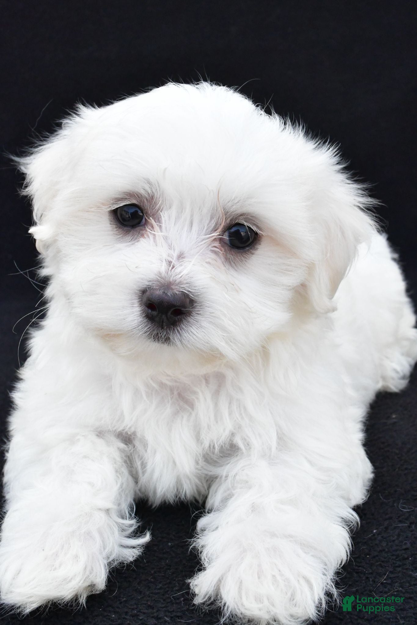 Maltese dogs Cash - Ad 1