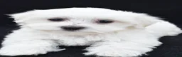 Maltese dogs for sale: Cash - Ad 1